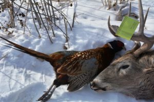Birds and bucks can be hunted together.