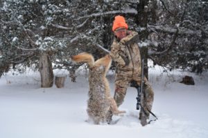 The author killed this monster coyote on a deer drive.