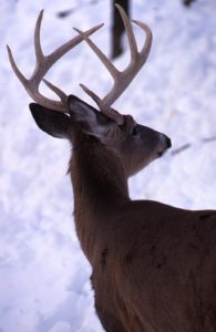 Trail camera pictures showed a good buck often passed the stand. 