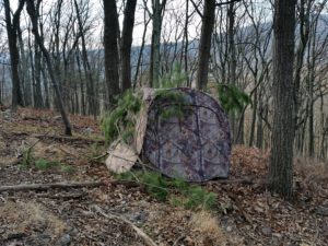On the eve of the hunt, we set up a blind, brushed it in and tried to contain excitement for the next morning.