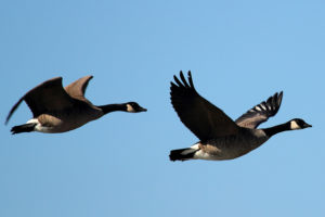 Pennsylvania offers great late-season duck and goose hunting.