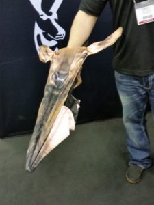 Lifelike when open and small when closed makes these decoys very handy.