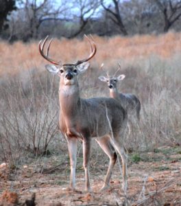 Bucks like this big 6-point qualify as management animals. 