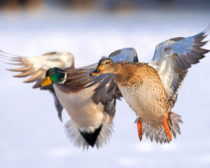 ducksb7ccd055-ff34-4745-8dd2-beeedcc227f7