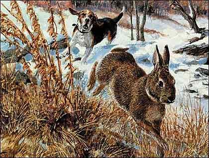 Best rabbit hunting best sale dog