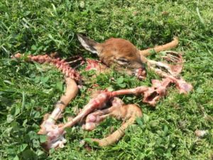 Whitetail Deer Fawn Bones, from coyote predation.