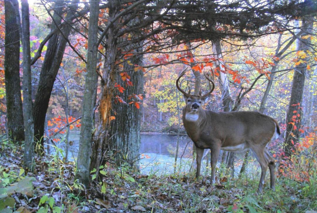 Create Your Own Rut Predictions — The Hunting page