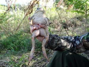 Both male and female bullfrogs can reach a body length of 6 to 8 inches. Females are typically larger than males. Bullfrogs weigh up to 1.7 lb. 