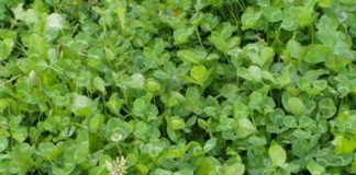 lush clover food plot for deer