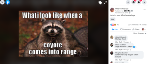 When A Coyote comes into range
