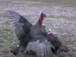 Turkey smashes decoy