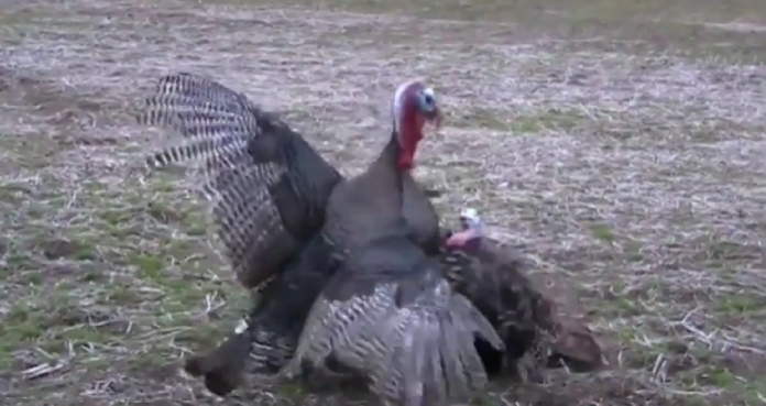 Turkey smashes decoy