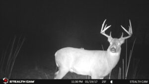 With healthy survivor bucks we could see a 150-class buck if we get a survivor photo of a 125-class 3.5-year old!