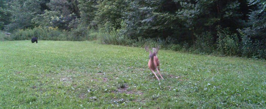 Shooter buck in the field! Oh, not anymore.
