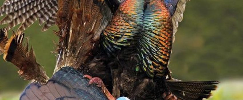 Learn the phases of turkey transition and you'll kill more birds.