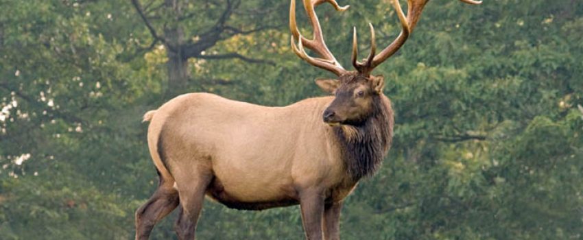 Are elk coming to West Virginia?  The Rocky Mountain Elk Foundation is promoting the idea.