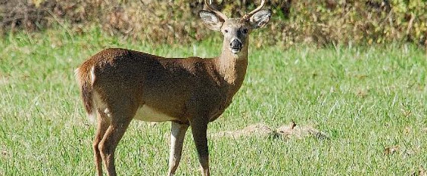 0900_summer Photo by U.S. Fish and Wildlife Service