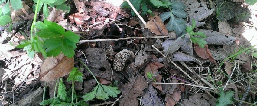 10253874_694760703895336_1362395691722992380_n