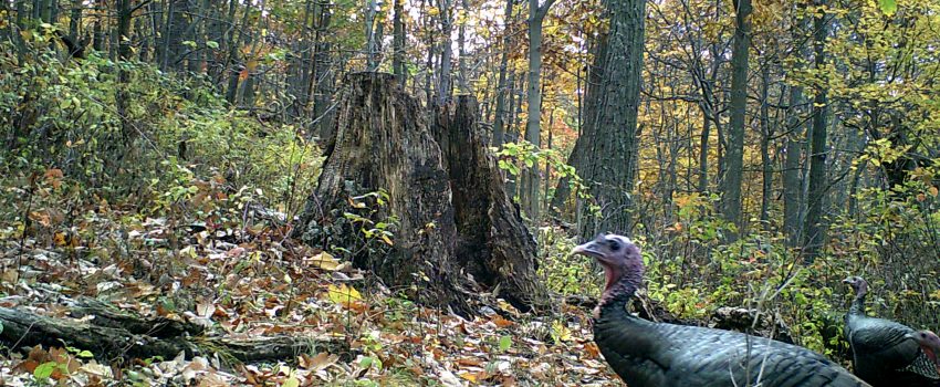 Fall turkey hunting can be very exciting, especially if you set your sights on a gobbler.