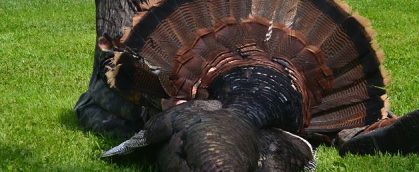 10322743_824819414220877_17772226646201871_n