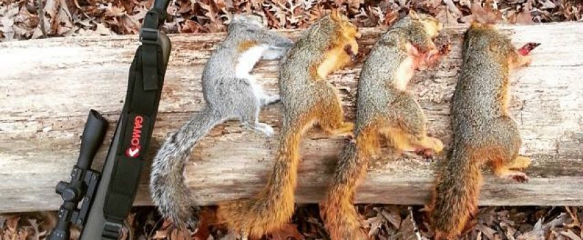 Air rifles are an effective weapon for taking small game.