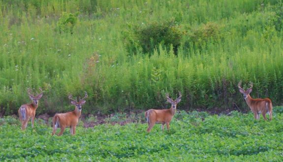 1097951_10201197309228738_1313677362_n