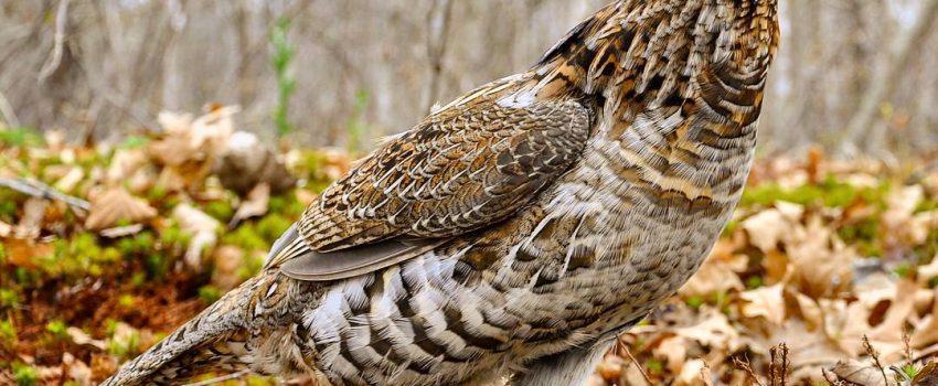 12237376_1642361099371486_11721124