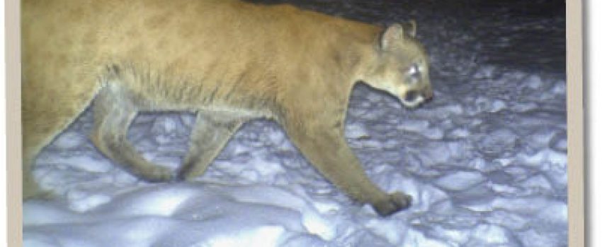 12CTHD_Cougar_opt