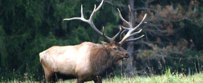 13698735-standard[1]