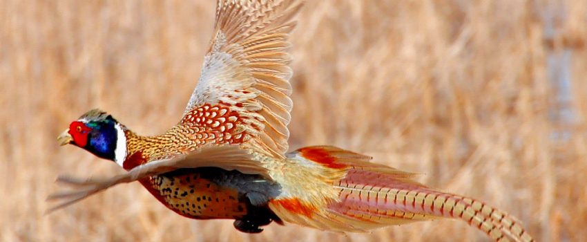 15008410261_dc07a37451_b