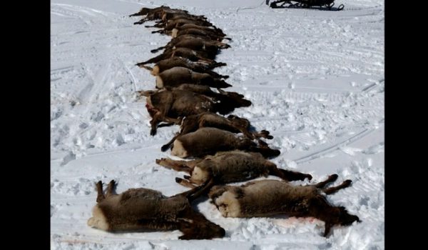 160325214417-wyoming-elk-slaughter-exlarge-169