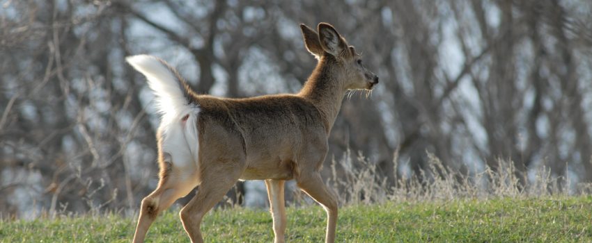 20080401_BUTTON BUCK  (5)