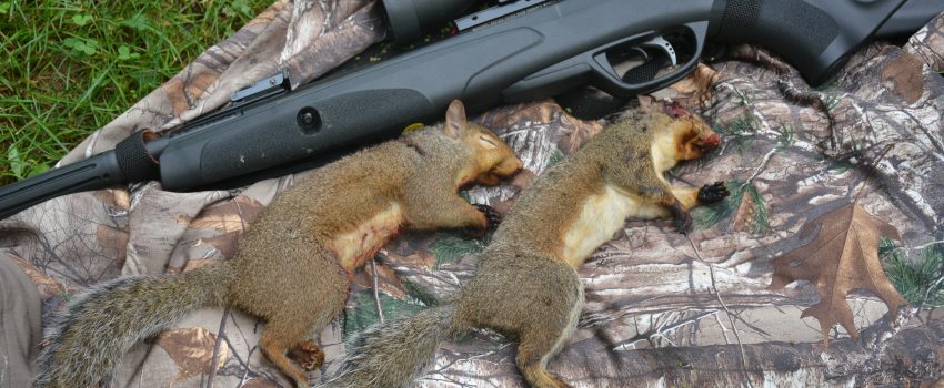 hard hitting impact of .22 caliber pellets.