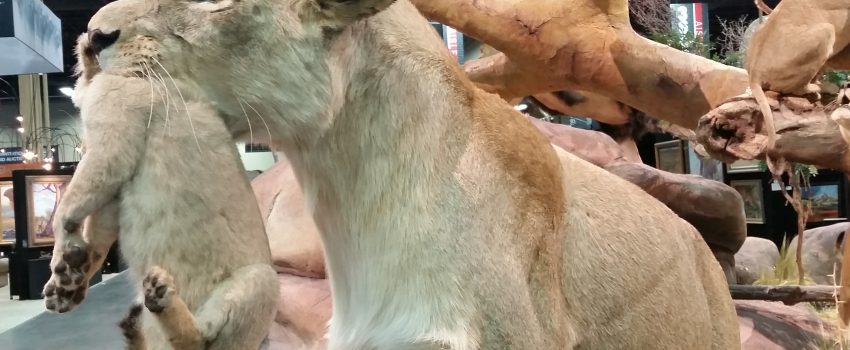 This unique lion and cub mount was a real eye-catcher.  Cubs were still-born from captive animals.