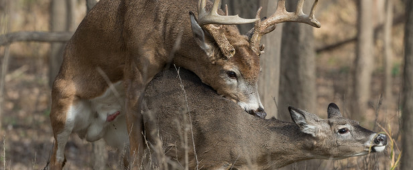 46174855_730346047326167_824028310831890432_n