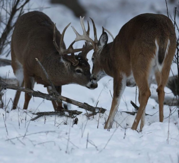 47579938_358762744888064_5575034585781108736_n