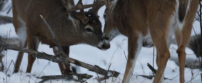 47579938_358762744888064_5575034585781108736_n