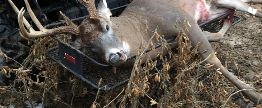 47685802_222389168666253_2988729743987179520_n