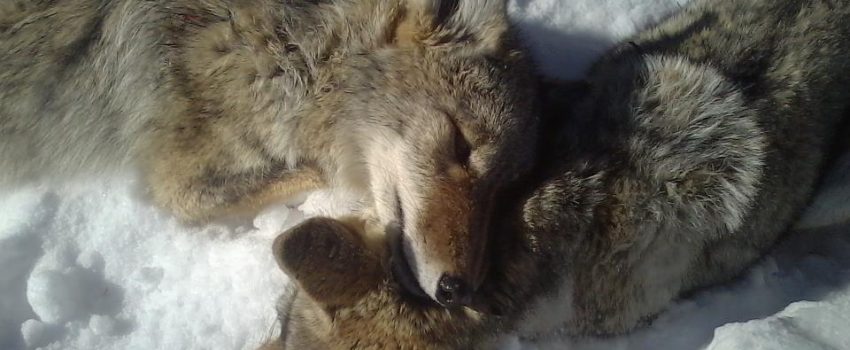 533849_462235623825222_1558007954_n