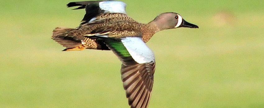 5789615855_bdf8a10d4e_z[1]