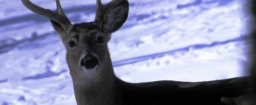 Bucks will still breed in the post-rut.