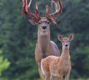 6272d4643c03b2d8c081f6d850d92567