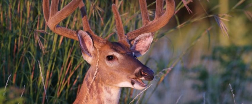 6664602767_bac93437e0_z[1]