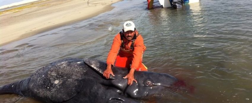 6a0120a77b966b970b019b045574b3970d-640wi