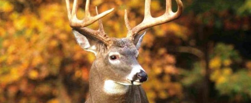 Steps taken after the shot are critical to a quick recovery.