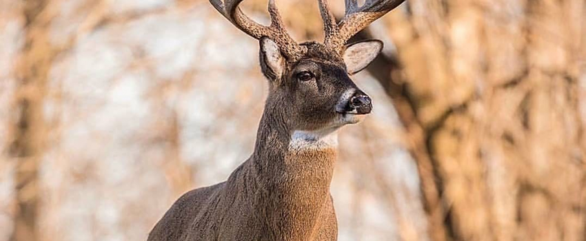 72856483_2327875207524000_2372453111546511360_n