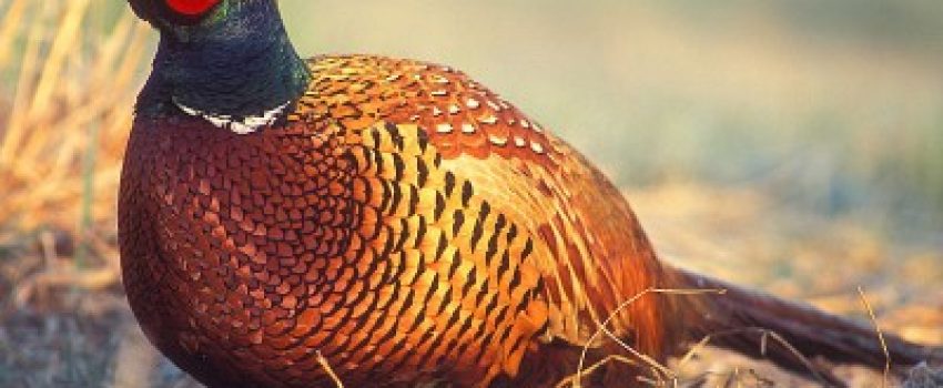 800px-Phasianus_colchicus_2_tom_Lukasz_Lukasik-400x300[1]