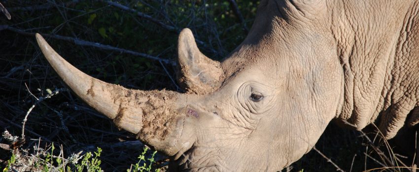 Africa May 08 Pumba 216