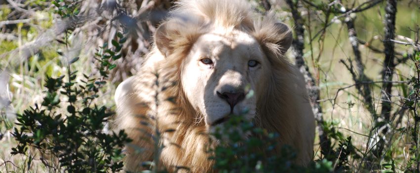 Lion attacks are among the most lethal in nature.