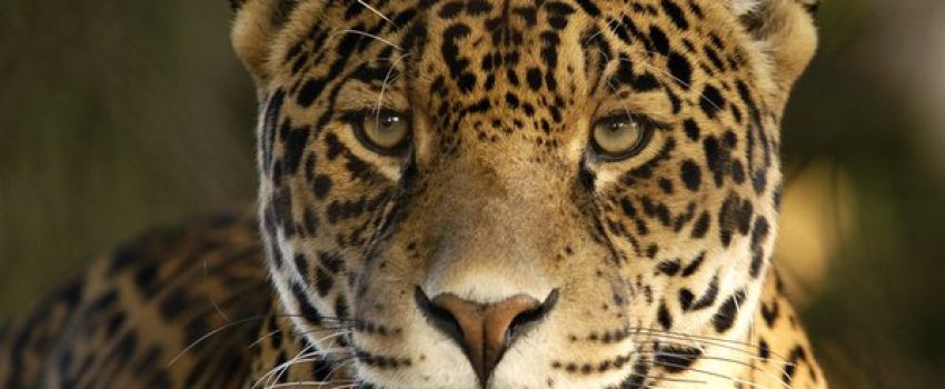 African_Leopard_3_by_shaunthorpe